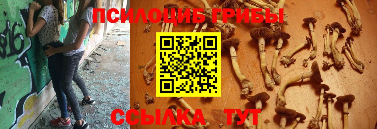 Хасавюрт  Галлюциногенные грибы Cubensis  Вход с VPN 
